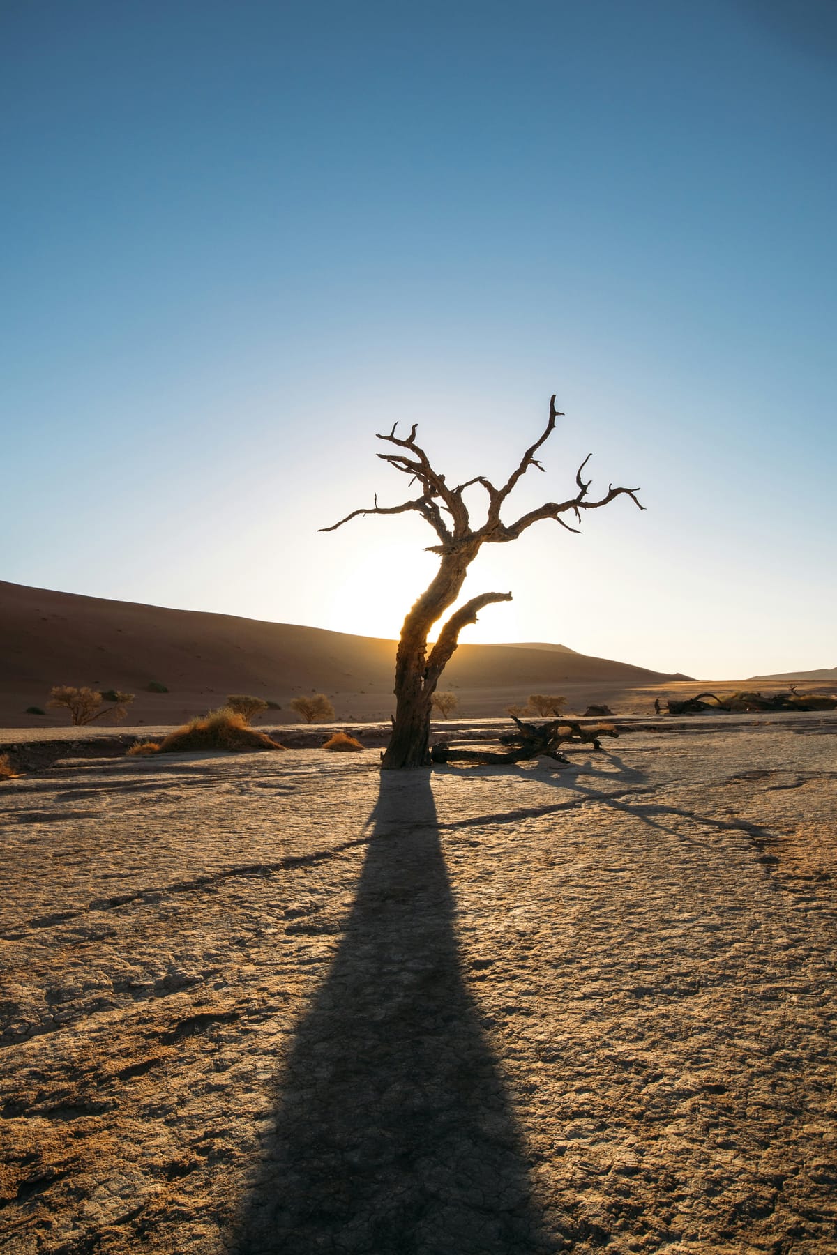 A lone tree in the desert at sunset